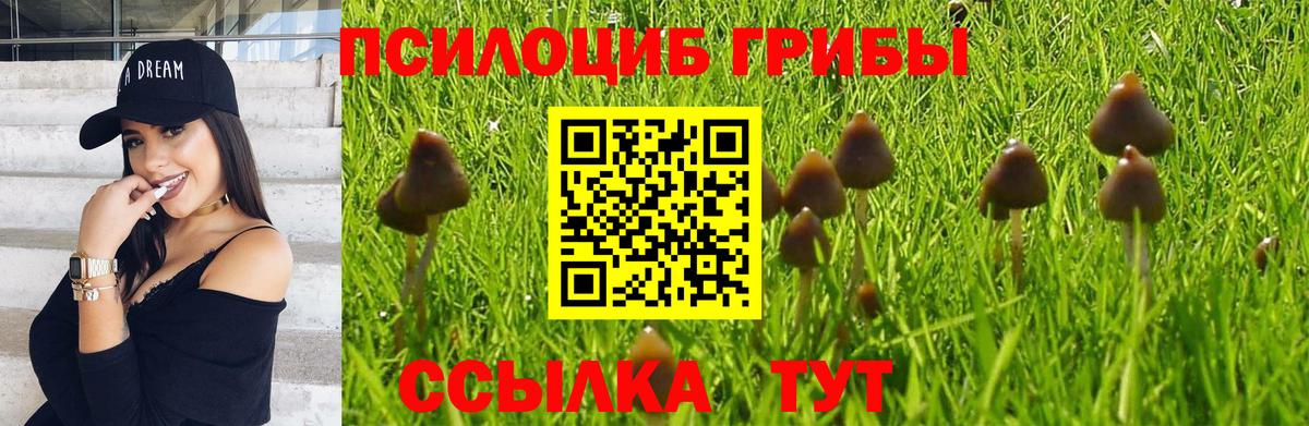 Галлюциногенные грибы Cubensis Майкоп